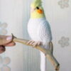 Calopsita Amigurumi - Receitas de Amigurumi em portuguê