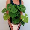 Receita Planta Amigurumi